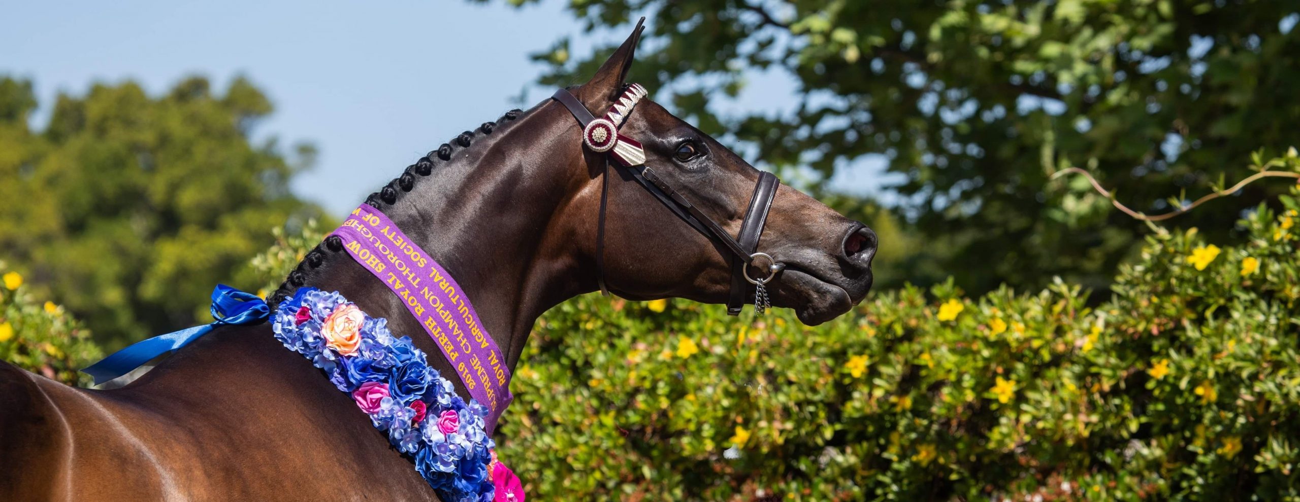 Off The Track Horse News and Advice