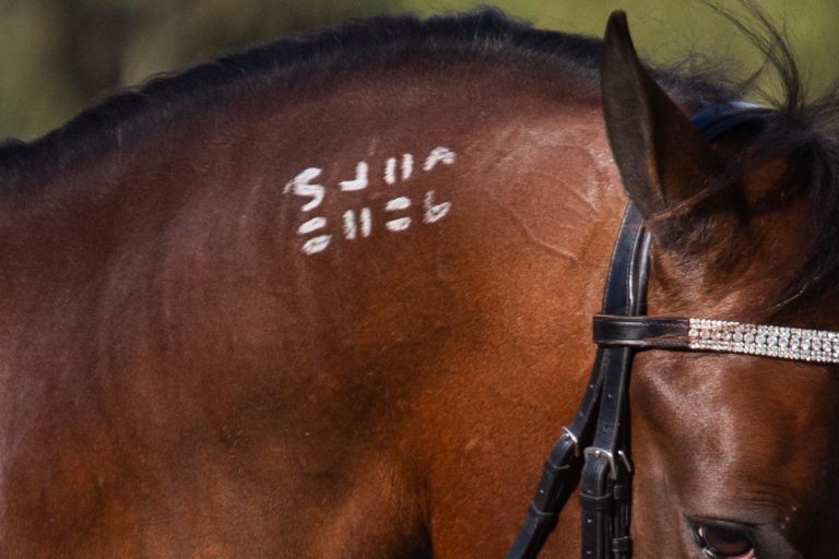 Freeze Brand Archives Off The Track WA